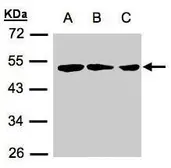 Anti-BLU antibody [C3], C-term used in Western Blot (WB). GTX107739