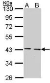 Anti-GULP1 antibody [C2C3], C-term used in Western Blot (WB). GTX107740
