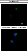 Anti-SLITRK1 antibody [C3], C-term used in Immunocytochemistry/ Immunofluorescence (ICC/IF). GTX107746