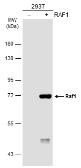 Anti-Raf1 antibody [N3C3] used in Western Blot (WB). GTX107763