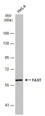 Anti-FAST antibody [C1C3-2] used in Western Blot (WB). GTX107855