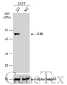 Anti-CSK antibody used in Western Blot (WB). GTX107916