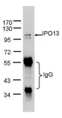 Anti-Importin 13 antibody [C3], C-term used in Immunoprecipitation (IP). GTX107982