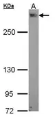 Anti-PDZK3 antibody [N1], N-term used in Western Blot (WB). GTX107989