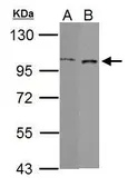 Anti-GRAF antibody [C3], C-term used in Western Blot (WB). GTX107991