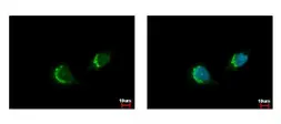 Anti-ETEA antibody [C3], C-term used in Immunocytochemistry/ Immunofluorescence (ICC/IF). GTX107993