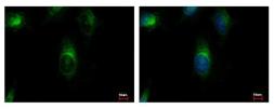 Anti-ARFGAP3 antibody [C3], C-term used in Immunocytochemistry/ Immunofluorescence (ICC/IF). GTX107999