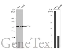 Anti-EZH1 antibody [N1], N-term used in Western Blot (WB). GTX108013