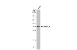 Anti-MRPL3 antibody [C2C3], C-term used in Western Blot (WB). GTX108026