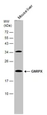 Anti-GNRPX antibody [C1C3] used in Western Blot (WB). GTX108055