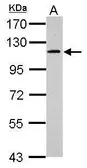 Anti-GRASP1 antibody [N3], Internal used in Western Blot (WB). GTX108063