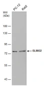 Anti-ELMO2 antibody [C3], C-term used in Western Blot (WB). GTX108070