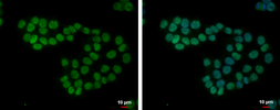 Anti-SETDB2 antibody [N1], N-term used in Immunocytochemistry/ Immunofluorescence (ICC/IF). GTX108086