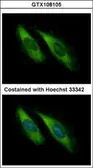Anti-Munc 13-4 antibody [C3], C-term used in Immunocytochemistry/ Immunofluorescence (ICC/IF). GTX108105