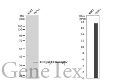 Anti-CysLT1 Receptor antibody [N1], N-term used in Western Blot (WB). GTX108112