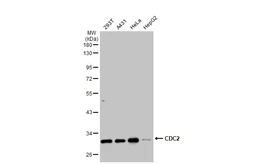 Anti-CDC2 antibody [N1], N-term used in Western Blot (WB). GTX108120