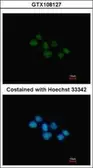 Anti-NR1D1 antibody [N1], N-term used in Immunocytochemistry/ Immunofluorescence (ICC/IF). GTX108127