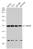 Anti-GHS-R1 antibody [N1], N-term used in Western Blot (WB). GTX108171