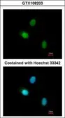 Anti-HUNK antibody [C3], C-term used in Immunocytochemistry/ Immunofluorescence (ICC/IF). GTX108203