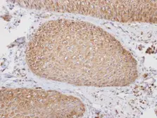Anti-PTGFRN antibody [C3], C-term used in IHC (Paraffin sections) (IHC-P). GTX108209
