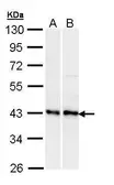 Anti-EDG2 antibody [C2C3], C-term used in Western Blot (WB). GTX108222
