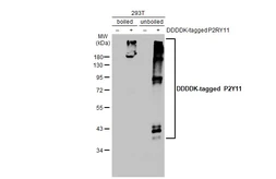 Anti-P2Y11 antibody [C2C3], C-term used in Western Blot (WB). GTX108241