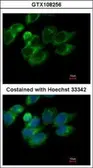 Anti-PRX IV antibody used in Immunocytochemistry/ Immunofluorescence (ICC/IF). GTX108256