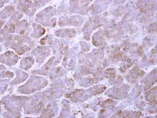 Anti-ARL1 antibody used in IHC (Paraffin sections) (IHC-P). GTX108258