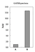 Anti-Histone H2A.Z antibody used in ChIP assay (ChIP assay). GTX108273