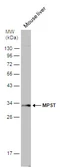 Anti-MPST antibody [C2C3], C-term used in Western Blot (WB). GTX108274