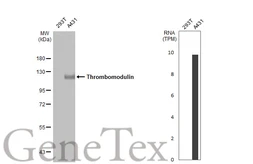 Anti-Thrombomodulin antibody [C3], C-term used in Western Blot (WB). GTX108277
