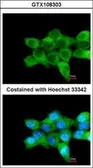 Anti-COL4A3BP antibody [N1], N-term used in Immunocytochemistry/ Immunofluorescence (ICC/IF). GTX108303