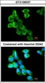 Anti-COL4A3BP antibody [C3], C-term used in Immunocytochemistry/ Immunofluorescence (ICC/IF). GTX108337