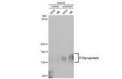 Anti-P Glycoprotein antibody used in Western Blot (WB). GTX108354