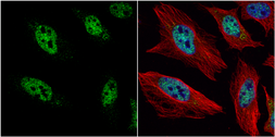 Anti-HES1 antibody [N1], N-term used in Immunocytochemistry/ Immunofluorescence (ICC/IF). GTX108356