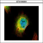 Anti-Syntenin 1 antibody [N1], N-term used in Immunocytochemistry/ Immunofluorescence (ICC/IF). GTX108391