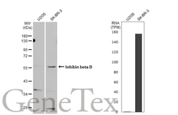 Anti-Inhibin beta B antibody [C3], C-term used in Western Blot (WB). GTX108408