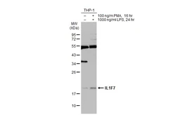 Anti-IL1F7 antibody [C2C3], C-term used in Western Blot (WB). GTX108419