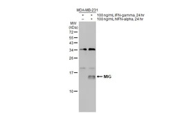 Anti-MIG antibody used in Western Blot (WB). GTX108422