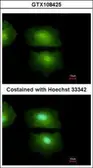 Anti-IL16 antibody [C3], C-term used in Immunocytochemistry/ Immunofluorescence (ICC/IF). GTX108425