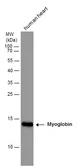 Anti-Myoglobin antibody [C1C3] used in Western Blot (WB). GTX108434