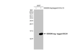 Anti-BCA1 antibody [N3C3] used in Western Blot (WB). GTX108471
