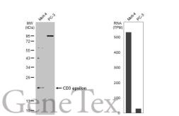 Anti-CD3 epsilon antibody [C2C3], C-term used in Western Blot (WB). GTX108478