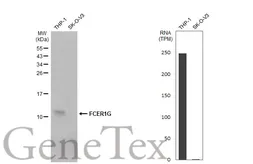 Anti-FCER1G antibody [N2C3] used in Western Blot (WB). GTX108487
