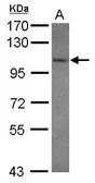 Anti-GRIK3 antibody [C3], C-term used in Western Blot (WB). GTX108489