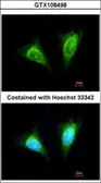 Anti-NKG2A antibody [N1N2], N-term used in Immunocytochemistry/ Immunofluorescence (ICC/IF). GTX108498