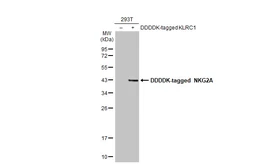 Anti-NKG2A antibody [N1N2], N-term used in Western Blot (WB). GTX108498