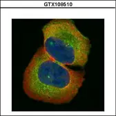 Anti-HIC5 antibody [N1], N-term used in Immunocytochemistry/ Immunofluorescence (ICC/IF). GTX108510