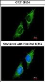Anti-P2X2 antibody [C3], C-term used in Immunocytochemistry/ Immunofluorescence (ICC/IF). GTX108534