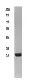 Human Cytochrome C protein, His tag. GTX108585-pro